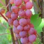 Viiniköynnös Somerset Seedless