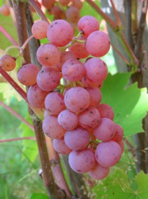 Somerset seedless