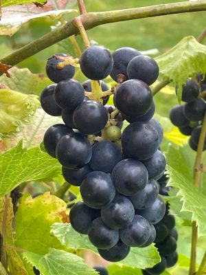 Somerset seedless